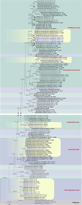 Fungi associated with dead branches of Magnolia grandiflora: A case study from Qujing, China